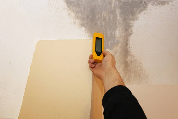 Reliable Winchester, MO Mold Removal Solutions