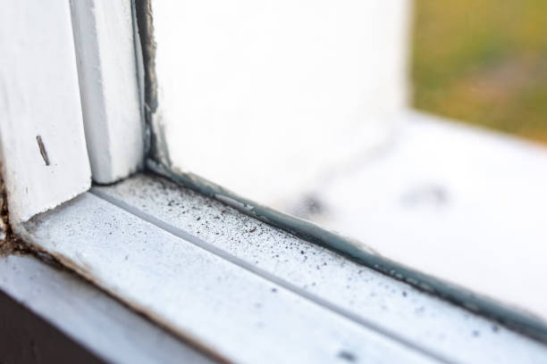 Best Environmental Consulting for Mold Prevention  in Winchester, MO