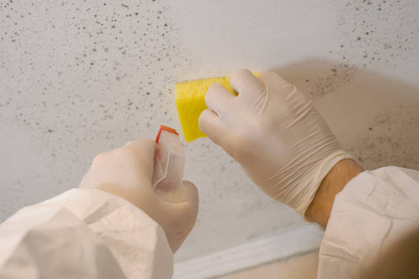 Best Basement Mold Removal  in Winchester, MO