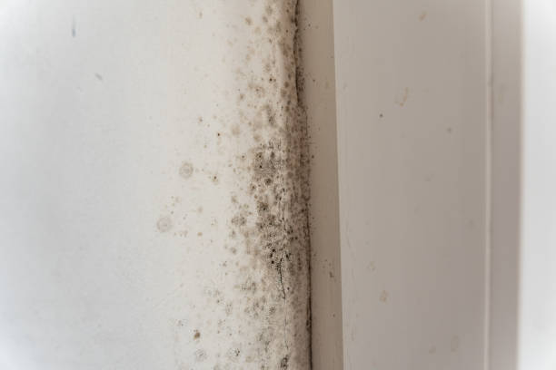 Best Mold Damage Restoration  in Winchester, MO