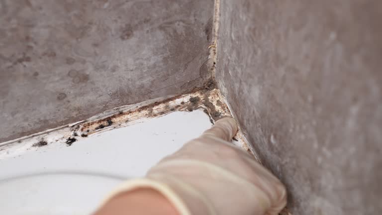 Best Mold Prevention Services  in Winchester, MO